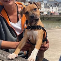 BORA, chienne à adopter