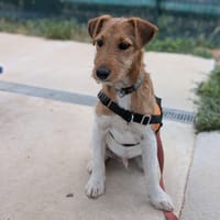 Milou *Réservé*, chien à adopter