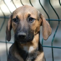 TOGEPI, chien à adopter