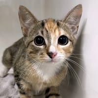 MINIYA, chatte à adopter