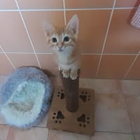 Riri, chat à adopter