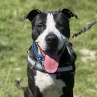 IVAR, chien à adopter