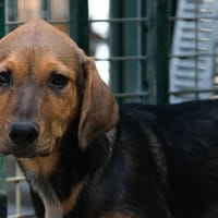 DRACAU, chien à adopter