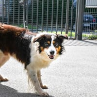 JANGO, chien à adopter