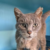 Muscat, chatte à adopter