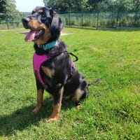 PAILLE QCN, chienne à adopter