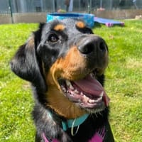 PAILLE QCN, chienne à adopter