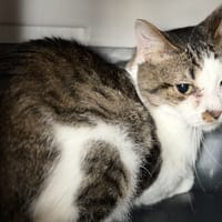 ACHT, chat à adopter