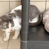 TUNG, chatte à adopter