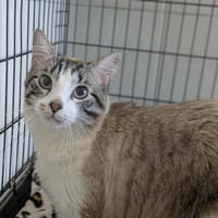 JUNIOR QCT, chat à adopter