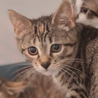 TRAPEZY, chat à adopter