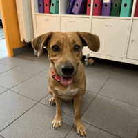 CANNELLE, chienne à adopter