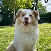 Alba, chienne à adopter
