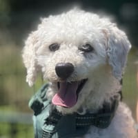 ARTHY, chien à adopter