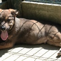 milo, chien à adopter