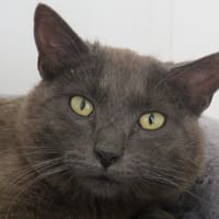 SIRIUS, chat à adopter