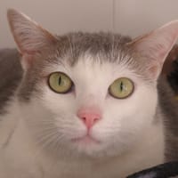 TSUKI, chatte à adopter