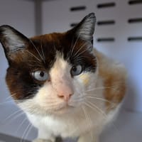 DAVE, chat à adopter