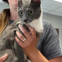 CALLIOPE, chatte à adopter
