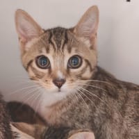 TAMBOURY, chatte à adopter