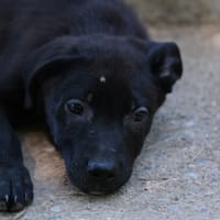 tommy, chien à adopter
