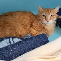 Miska, chatte à adopter