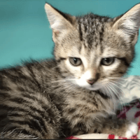 Magnus, chat à adopter