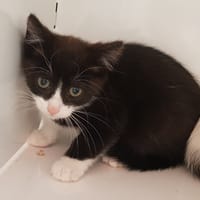 SPIRALE, chat à adopter