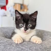 Petitchou, chatte à adopter