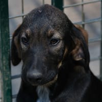 ARCANIN, chien à adopter