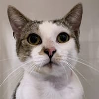 RIO, chat à adopter