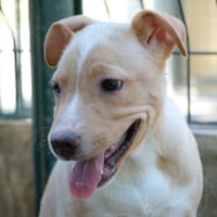 samy, chien à adopter
