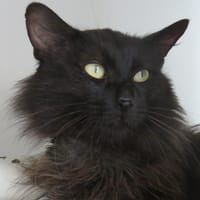 SPARKY, chat à adopter