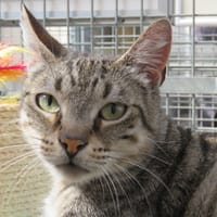 LAGARDERE, chatte à adopter