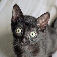 Nanou, chatte à adopter