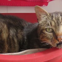 MYSTERE (réservé), chat à adopter