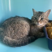 GREGORY, chat à adopter