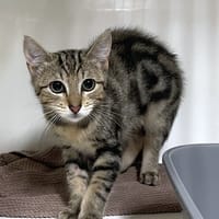 BELFORT, chat à adopter