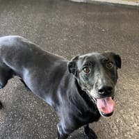 NANA, chienne à adopter