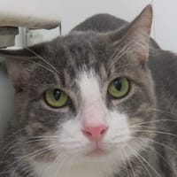 MANGO, chat à adopter
