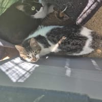ENAELLE, chatte à adopter