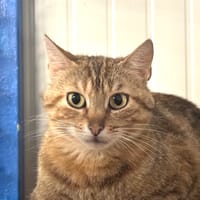 CHANNING, chatte à adopter
