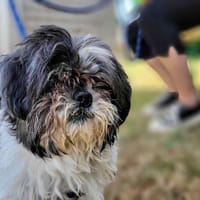 GADGET En cours d'adoption, chien à adopter