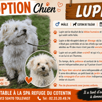 Lupin, chien à adopter