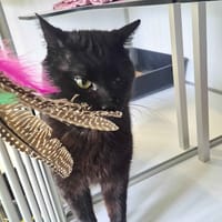 PHOENIX, chat à adopter