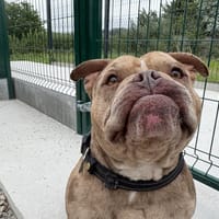 GROGALET, chien à adopter