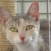 MOUSS, chatte à adopter