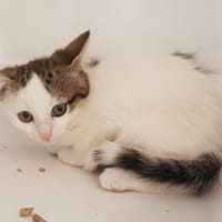 JUICY, chat à adopter