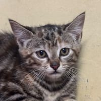 BEE, chatte à adopter