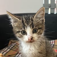 LUCIEN, chat à adopter